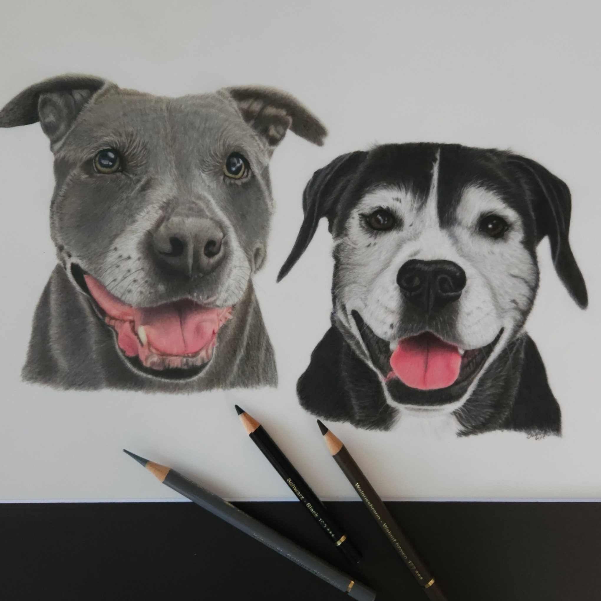 Dogs — Colored Pencil portrait by Bev Worth