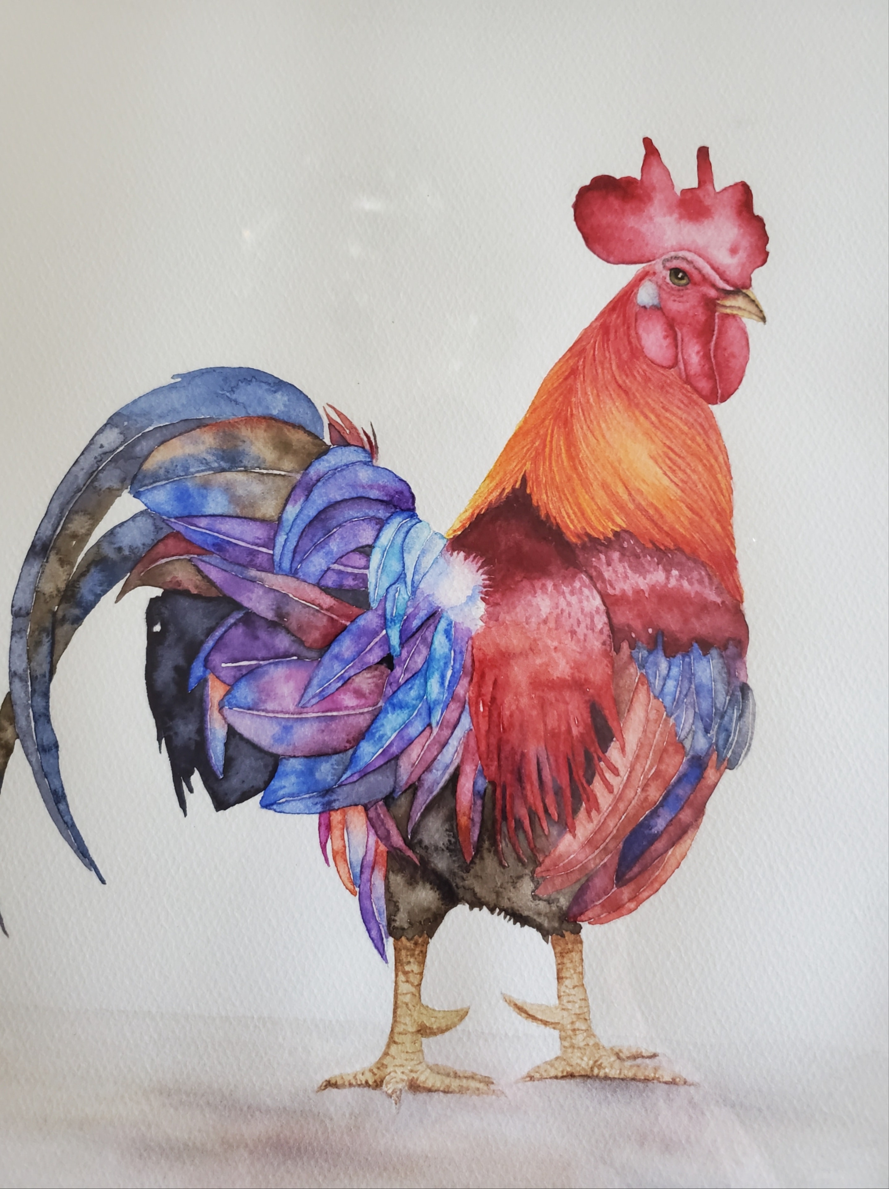 Rooster — Watercolour portrait by Bev Worth