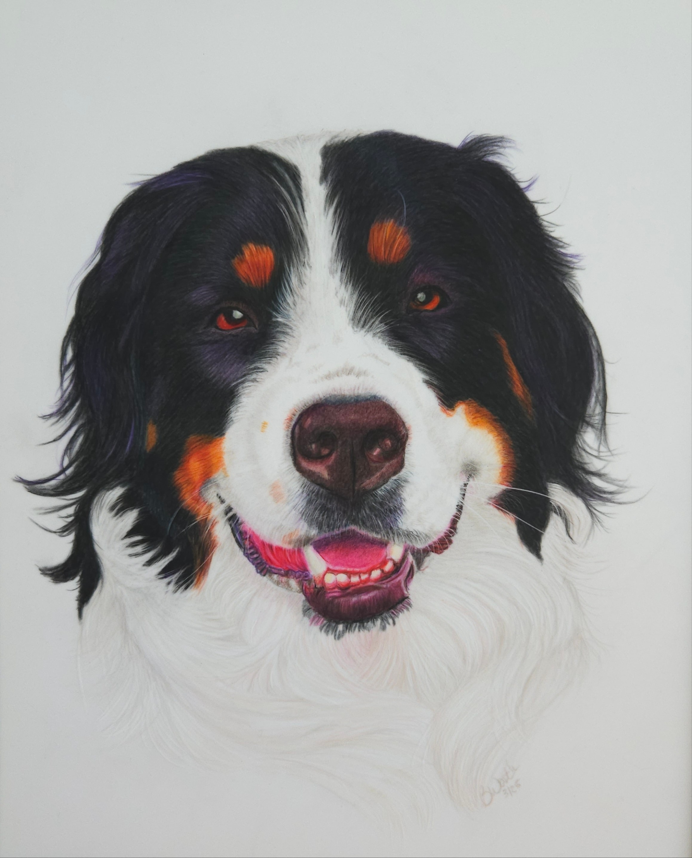 Milo — Dachshund, Watercolour by Bev Worth