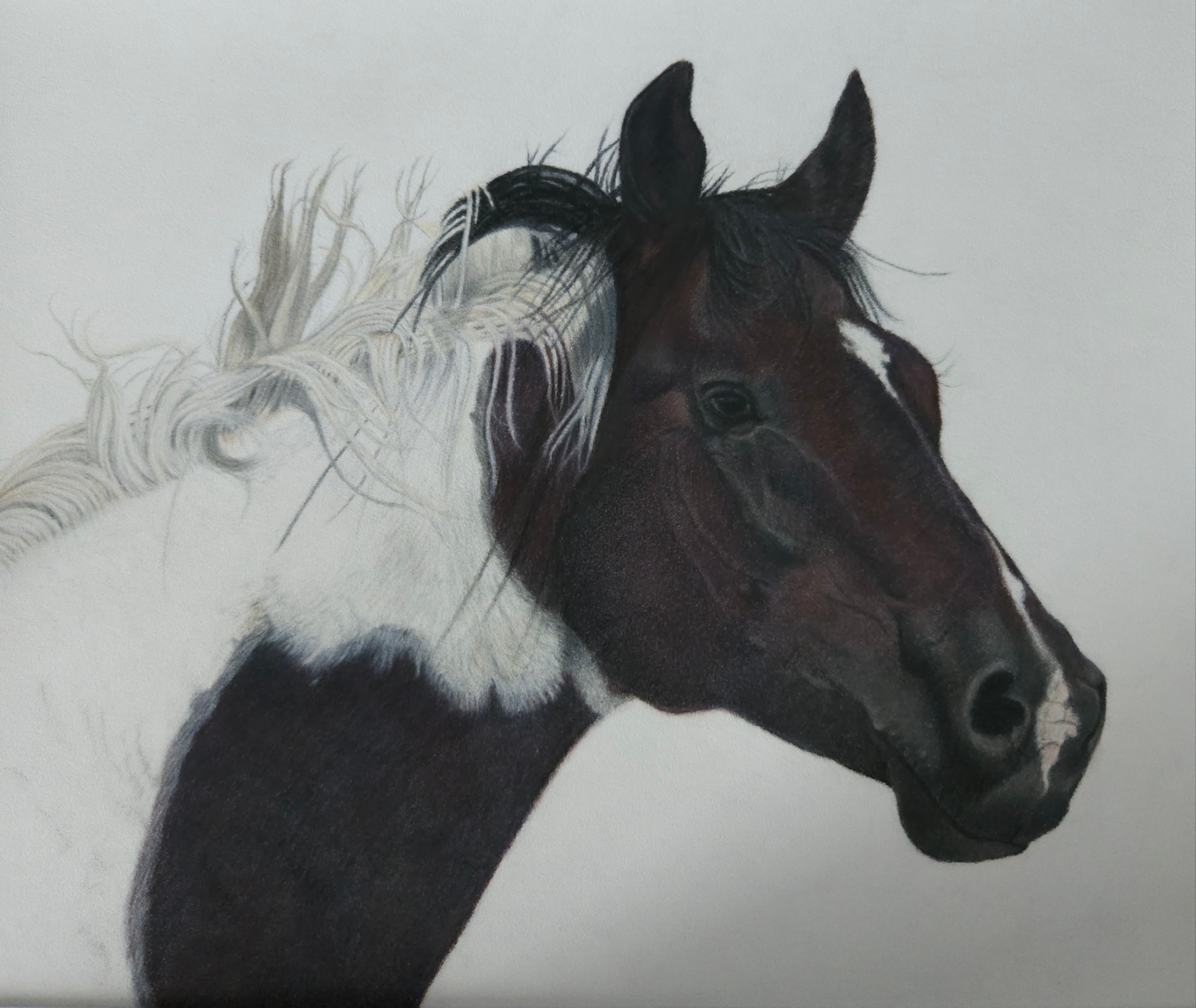 Promise — Horse, Colored Pencil by Bev Worth