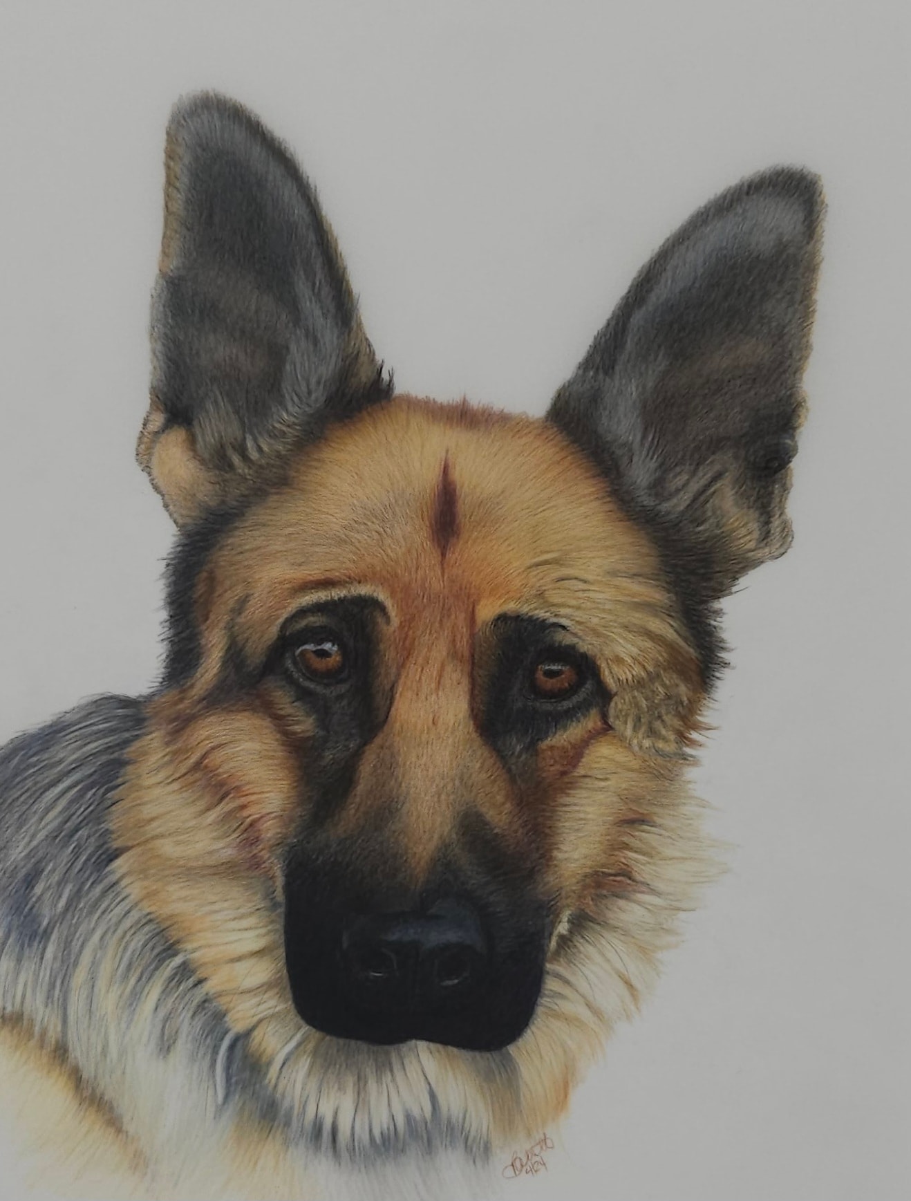 Shepherd — German Shepherd, Colored Pencil by Bev Worth