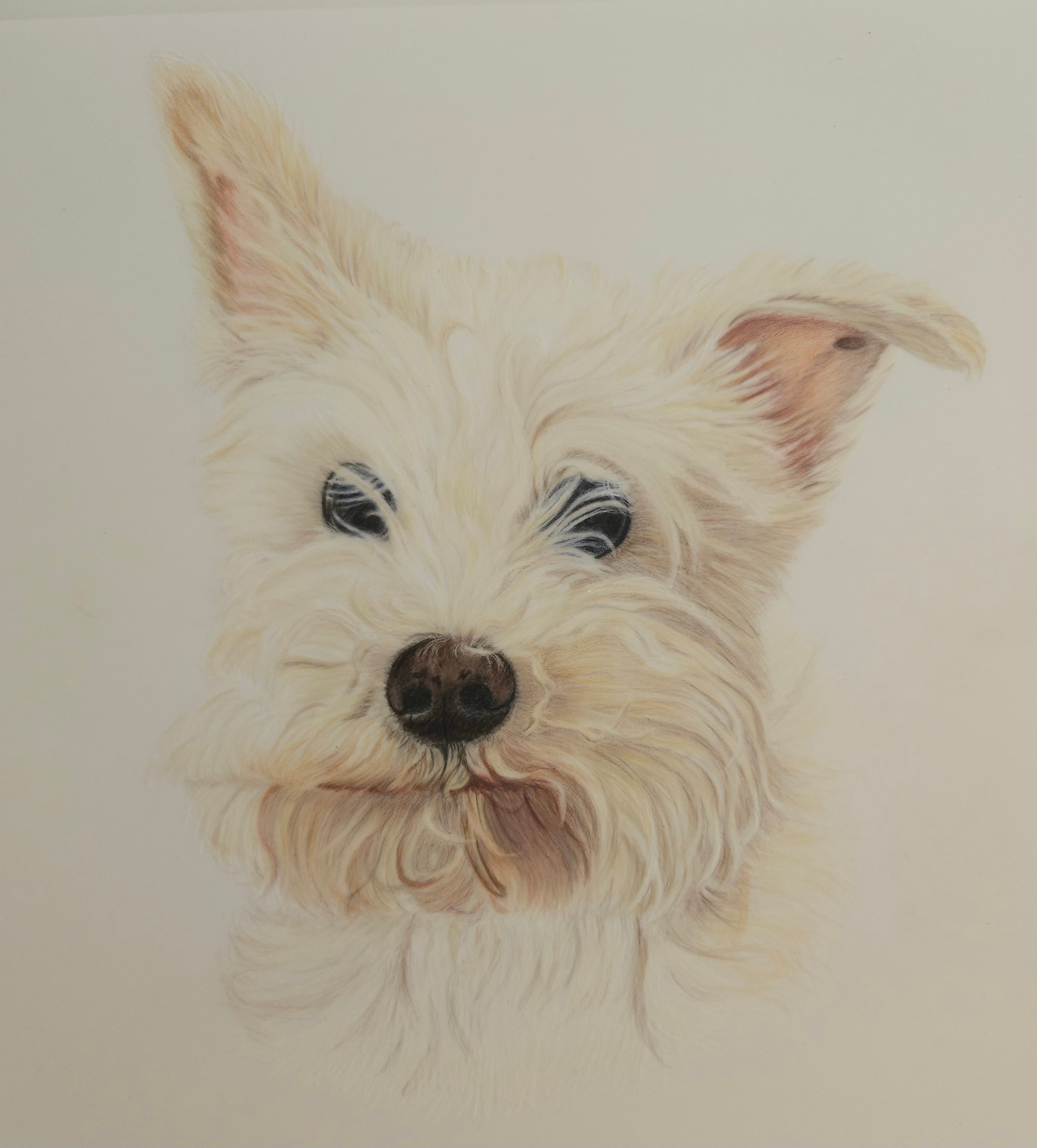 Walt — Dog, Colored Pencil by Bev Worth
