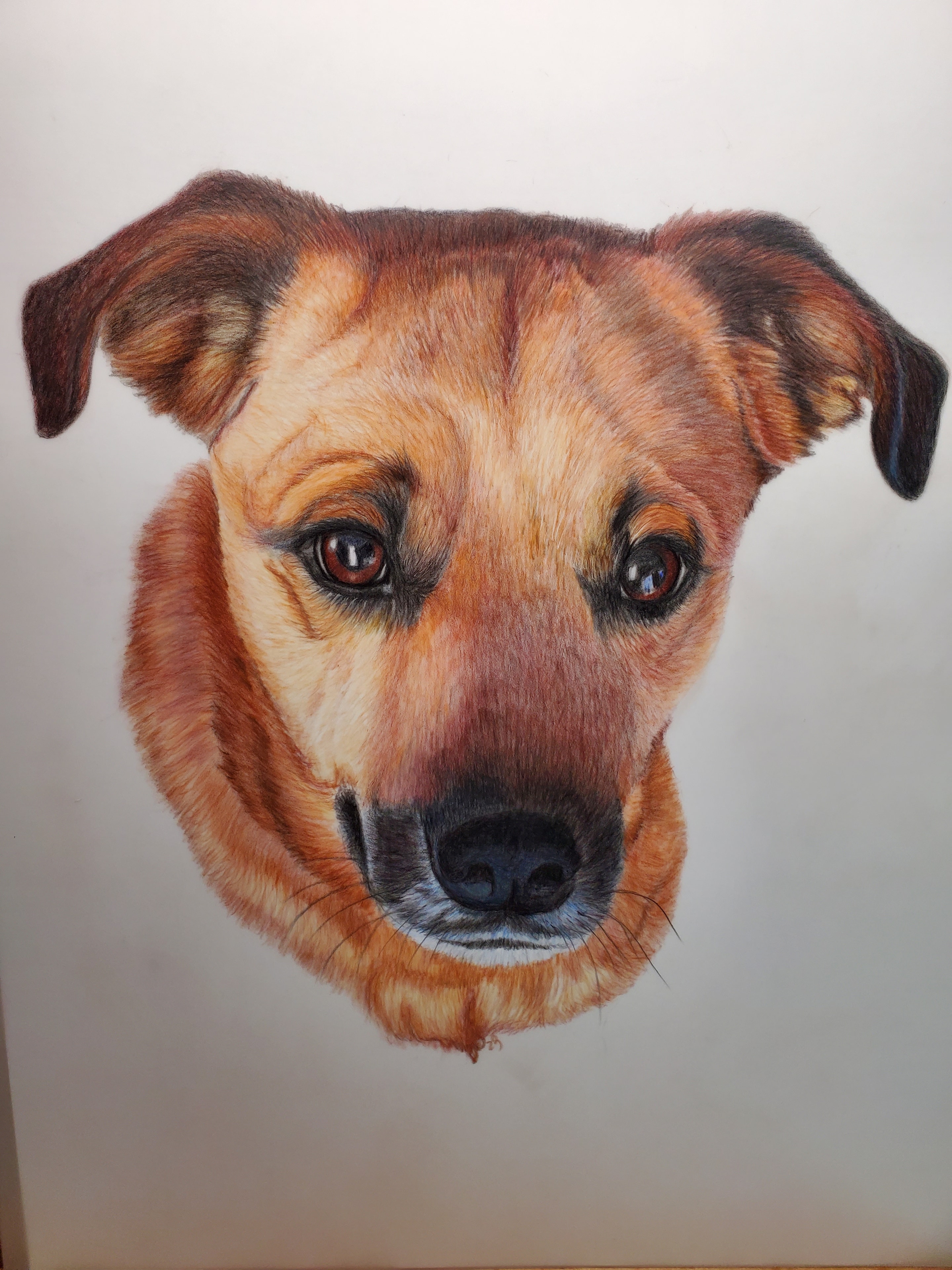 Luna — Dog, Colored Pencil by Bev Worth