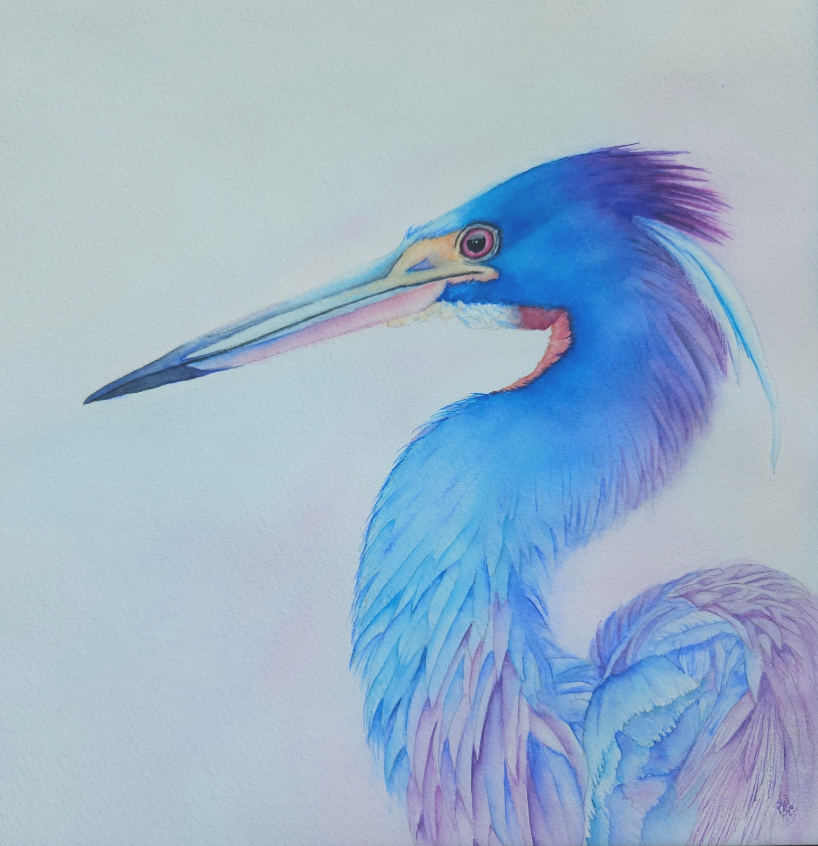 Heron — Blue Heron, Watercolor by Bev Worth