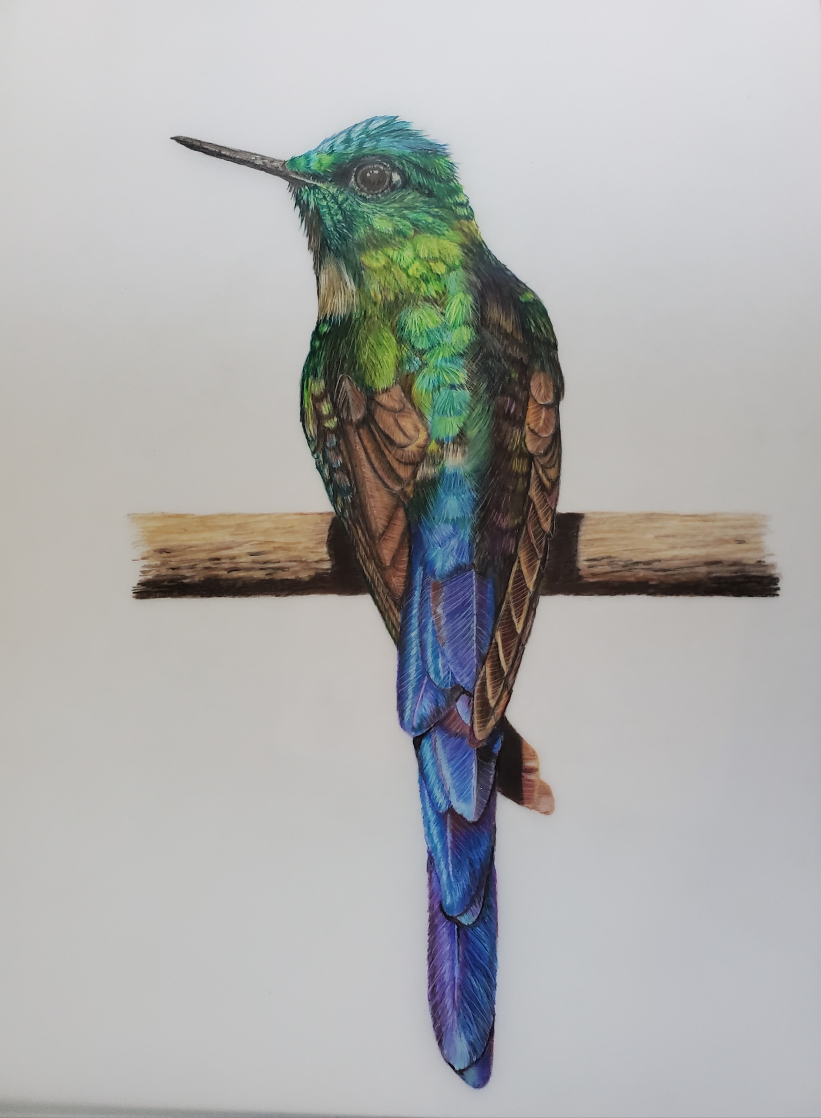 Humming Bird — Hummingbird, Colored Pencil by Bev Worth