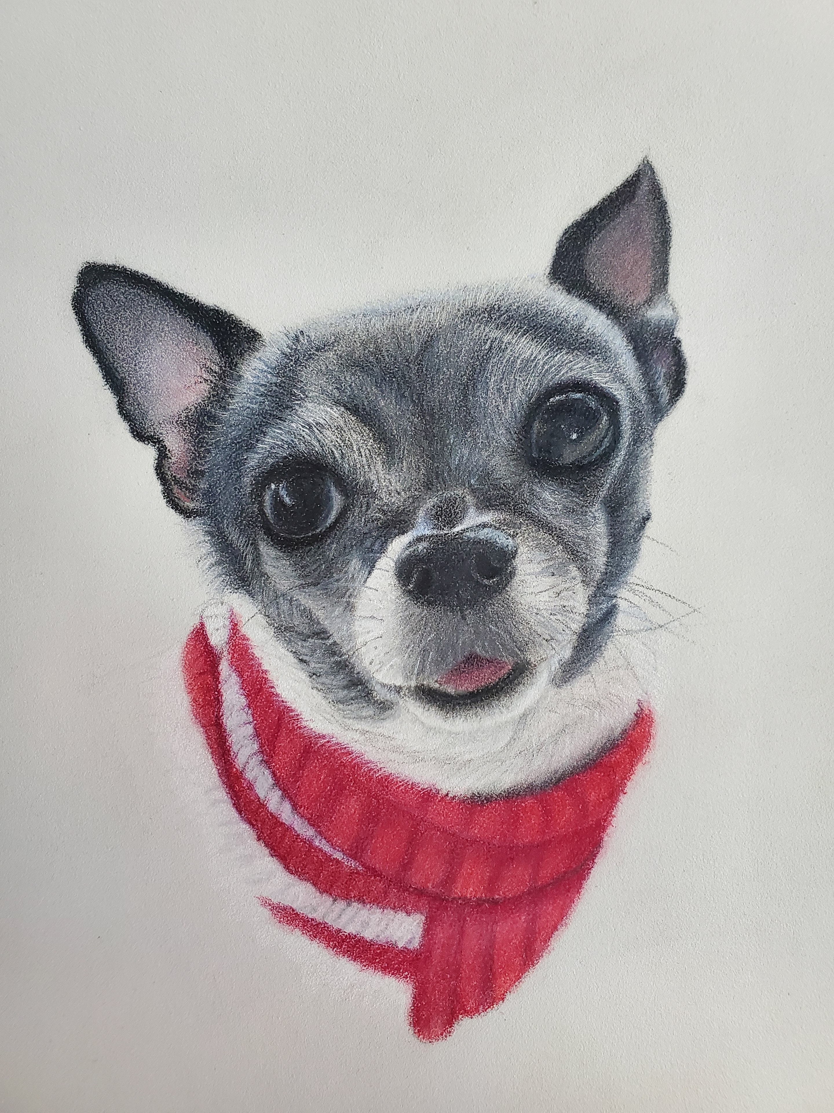 Chihuahua — Chihuahua,  by Bev Worth