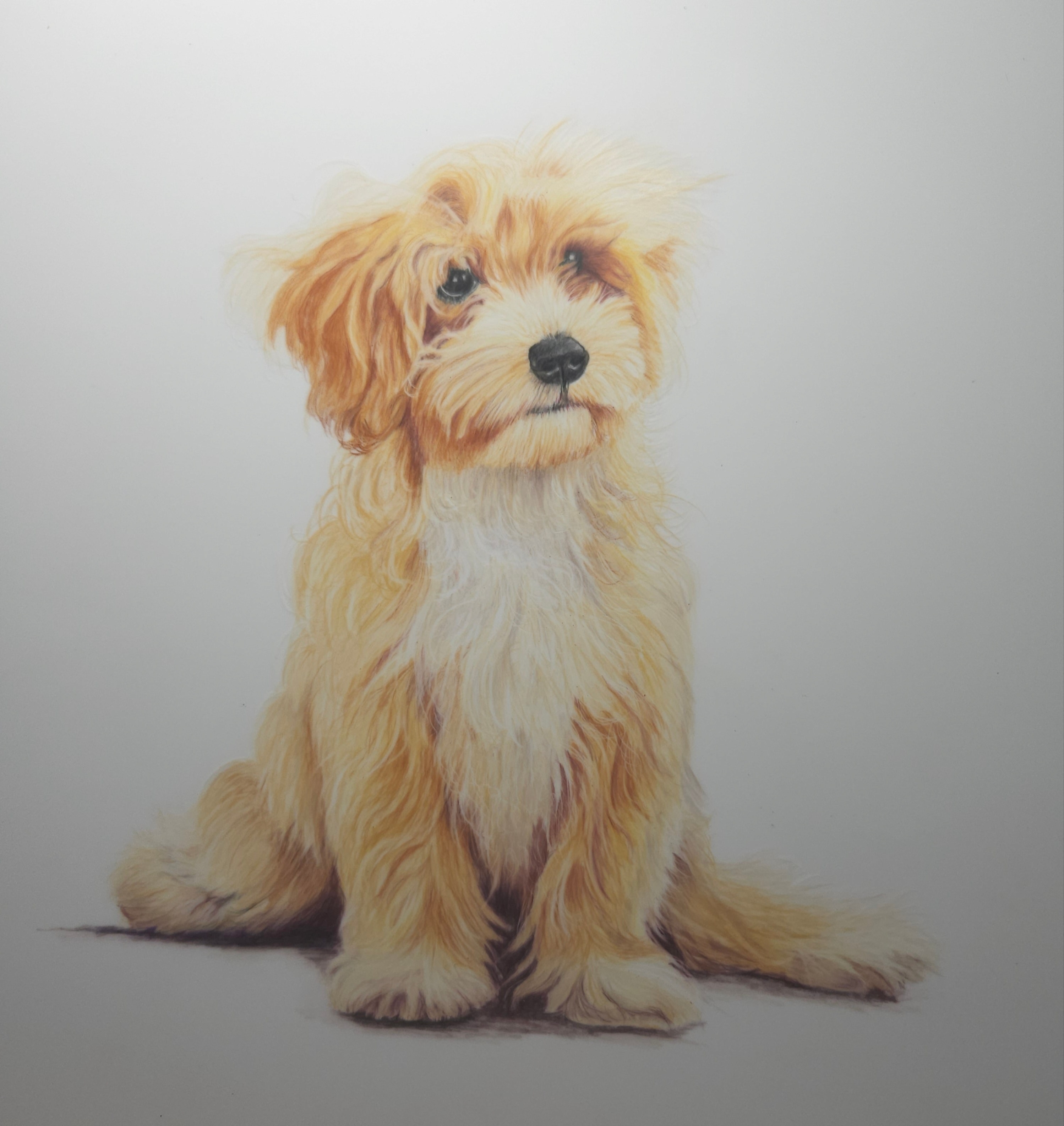Fluffy Puppy — Dog,  by Bev Worth